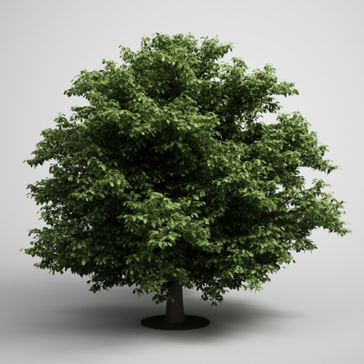 سی جی اکسیس شماره 5 CGAxis - درختان
