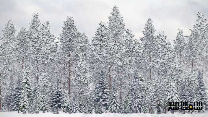 دانلود سی جی اکسیس شماره 98 CGAxis - درختان کاج زمستانی