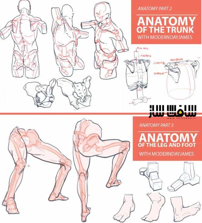 آموزش آناتومی بدن
