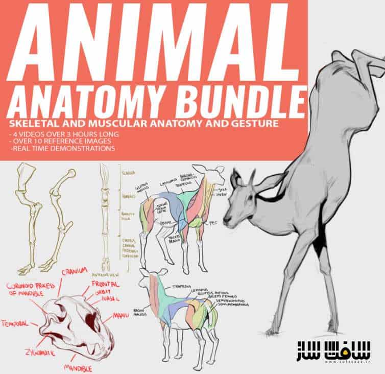 دانلود مجموعه کامل آناتومی حیوانات از James Douglas