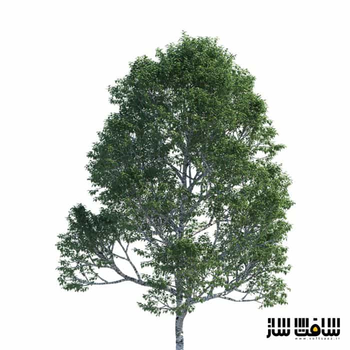 دانلود کالکشن مدل سه بعدی درخت های توس از Polyget