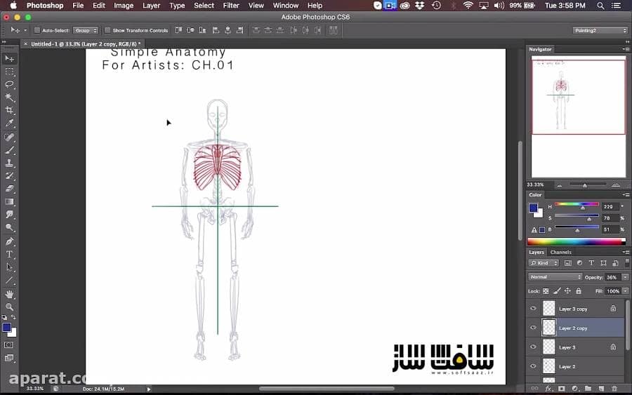 آموزش آناتومی ساده شده برای هنرمندان