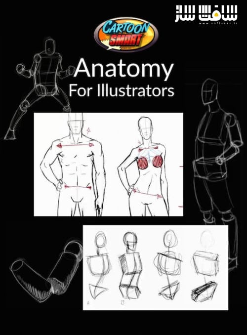 آموزش آناتومی برای تصویرگران از CartoonSmart 