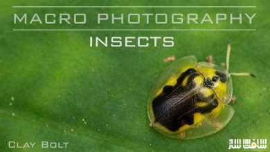 آموزش عکاسی ماکرو از حشرات با Clay Bolt