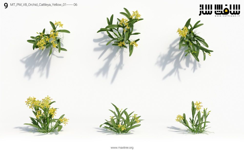دانلود مدل سه بعدی درختان Maxtree – Plant Models Vol.8