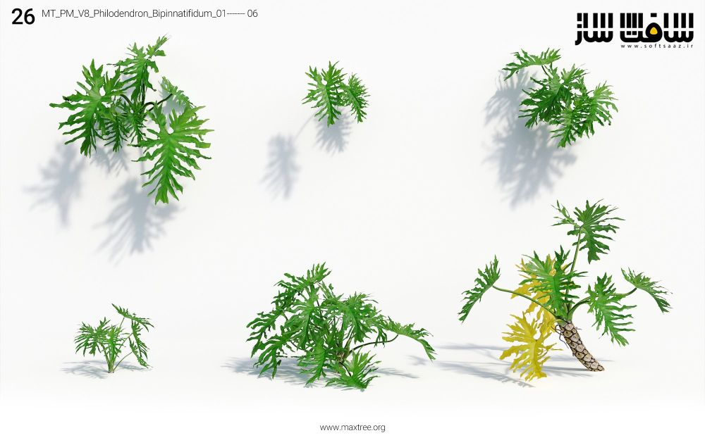 دانلود مدل سه بعدی درختان Maxtree – Plant Models Vol.8