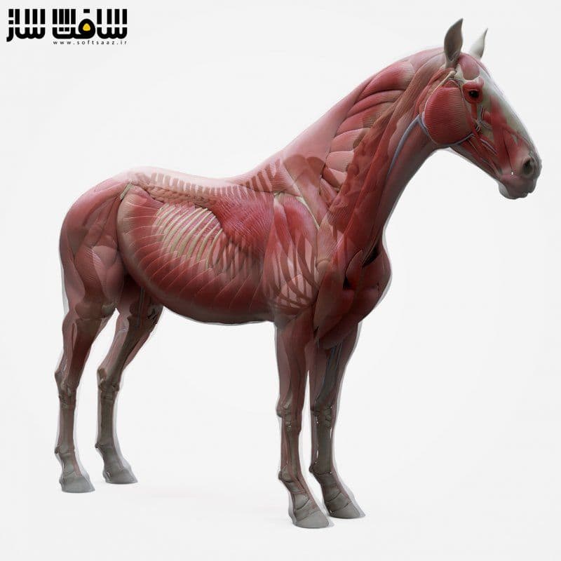 دانلود مدل سه بعدی کاراکتر آناتومی اسب