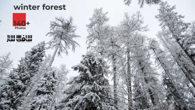دانلود تصاویر رفرنس محیط جنگل زمستانی