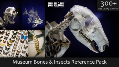 دانلود پک تصاویر رفرنس حشرات و استخوان های موزه