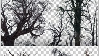 دانلود مجموعه تصاویر رفرنس درختان مرده
