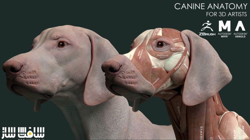 دانلود مدل سه بعدی آناتومی سگ