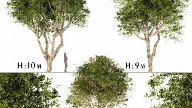 دانلود مدل سه بعدی درختان برگ پهن