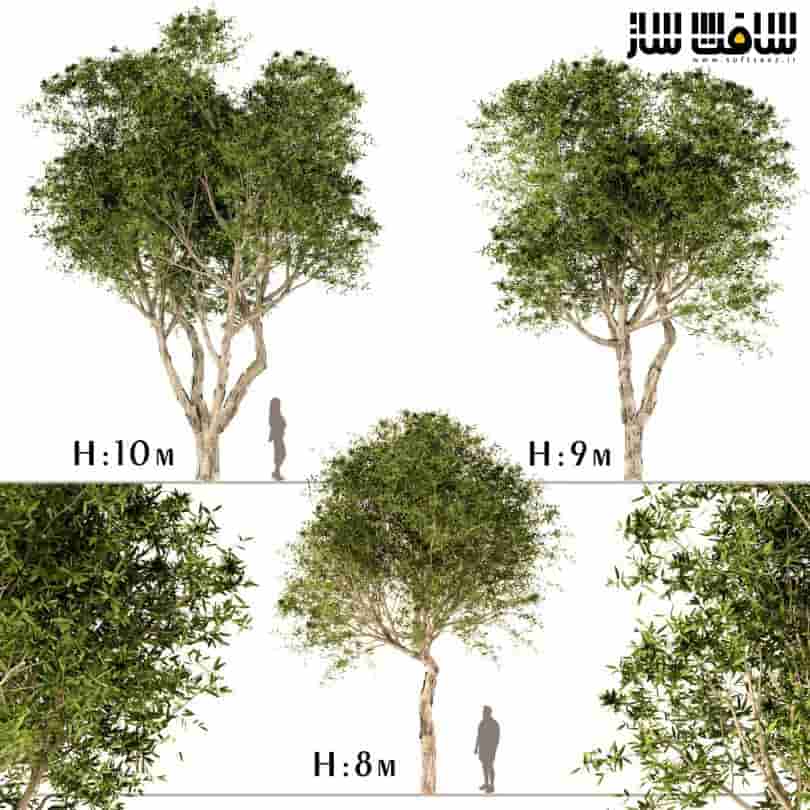دانلود مدل سه بعدی درختان برگ پهن
