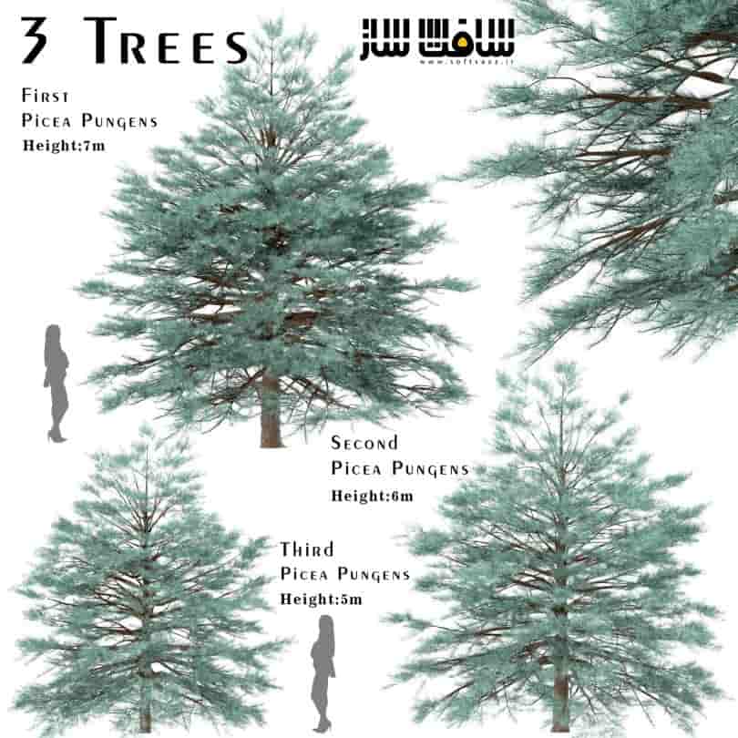 دانلود مدل سه بعدی درختان کاج
