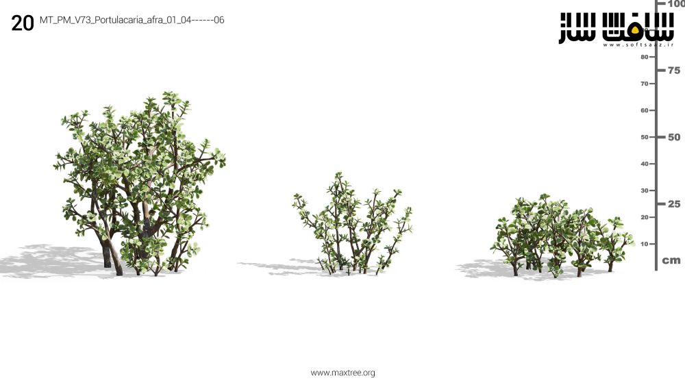 دانلود مدل سه بعدی گیاهان Maxtree – Plant Models Vol.73