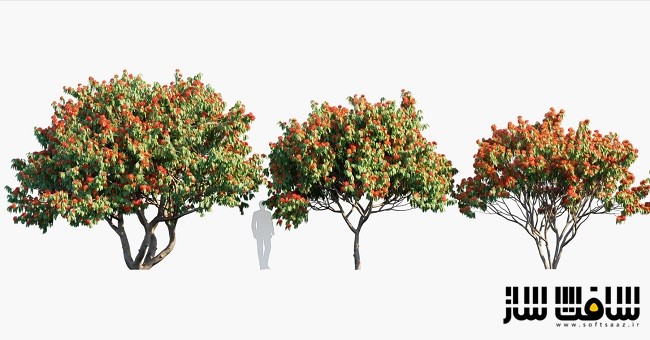 دانلود مدل سه بعدی درختان ساراکا آسوکا