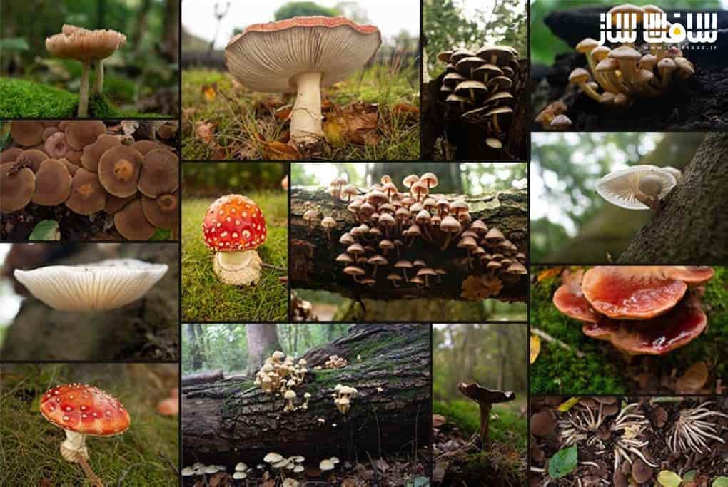 دانلود پک تصاویر رفرنس قارچ های جنگلی فانتزی