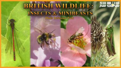 دانلود پک تصاویر رفرنس از حشرات و حیوانات کوچک بریتانیایی