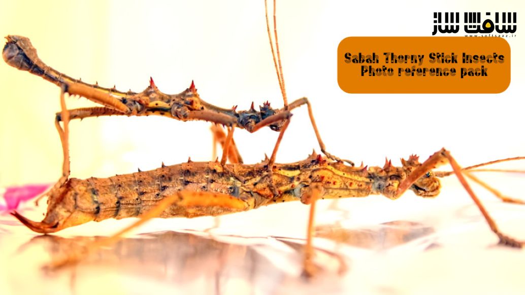 Artstation - Sabah Thorny Stick Insects