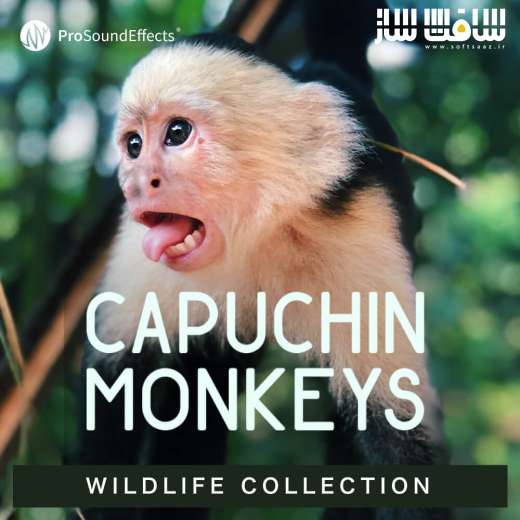 دانلود پکیج افکت صوتی میمون های کاپوچین