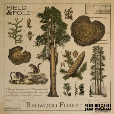 دانلود پکیج افکت صوتی جنگل Redwood