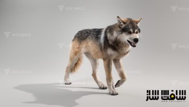 دانلود مدل سه بعدی گرگ اوراسیایی ریگ و انیمیت شده