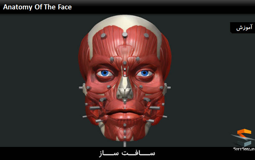 آموزش ساخت آناتومی صورت در نرم افزار Zbrush