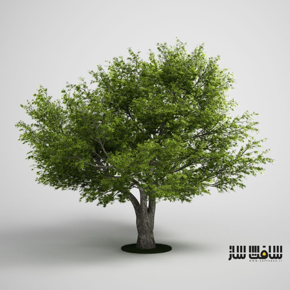 Какое дерево для моделей. Деревья в 3ds Max. 3ds Max Tree model. Эбеновое дерево 3ds Max. Модельные деревья.